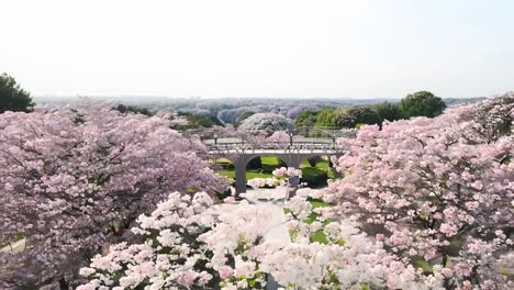 los cautivadores cerezos en flor muestran sus vibrantes flores rosadas contra un cielo despejado, creando un impresionante paisaje primaveral