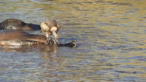 graphic: vulture pulls at the eye of dead bloated wildebeest in river