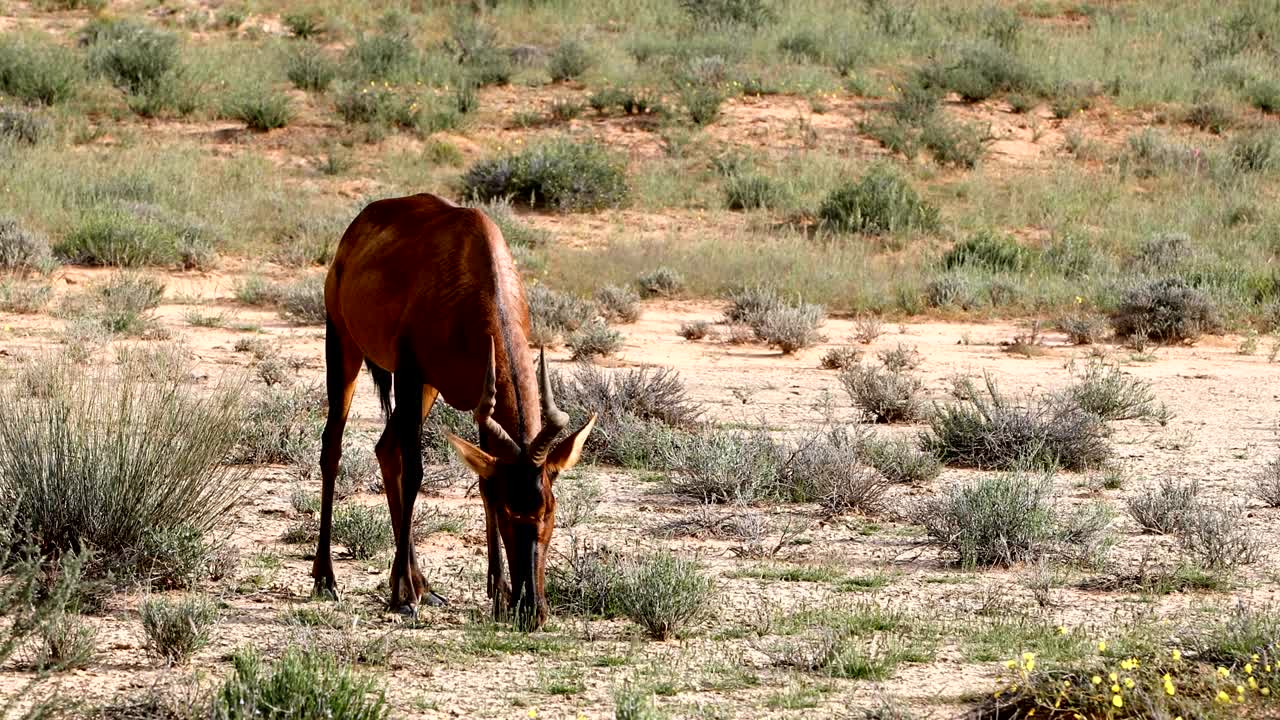 el hartebeest rojo en kalahari, sudáfrica