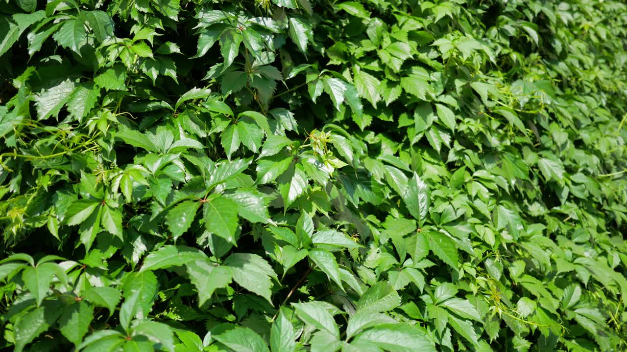 hojas verdes pantalla completa. fondo de plantas naturales. hojas que crecen a lo largo de la pared de una casa. desarrollar en el viento