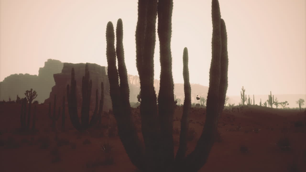 Desert landscape with towering cacti at sunset in warm tones of dusk