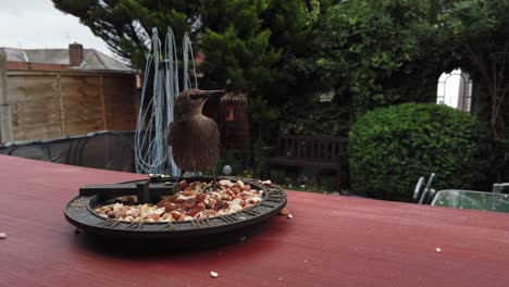 group of common hungry british birds wildlife feeding from wooden platform in household garden