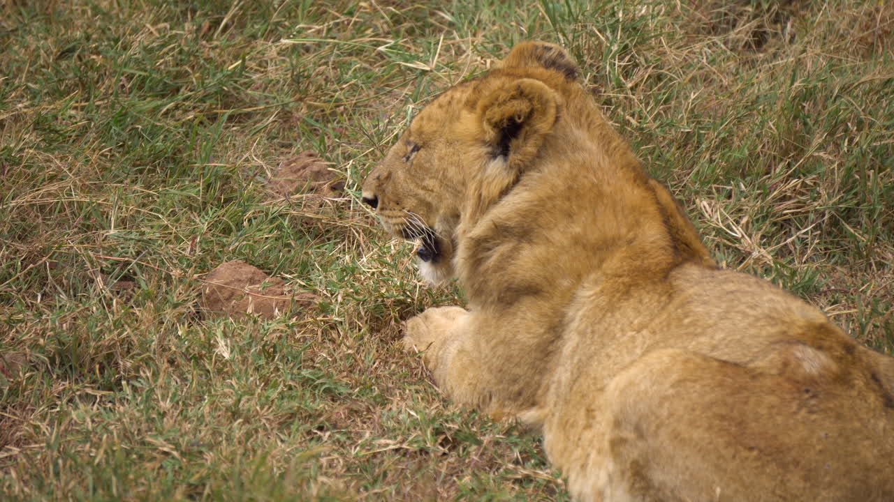 Close of Young Lion aka Cub Laying in Grass Breathing Heavily. Wild Animal in Natural Habitat, African Savanna