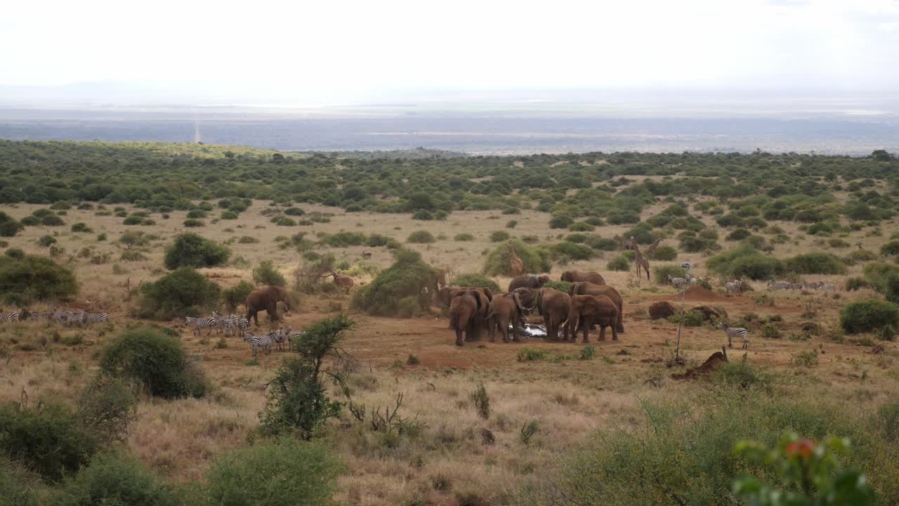 стадо африканских кустарниковых слонов и зебры на расстоянии
