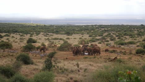 herd of african bush elephants and zebra in distance