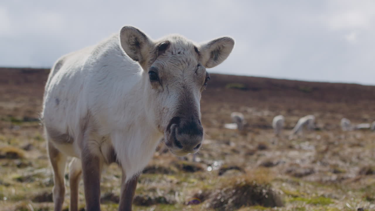 Primo piano di renne del Cairngorm in una prateria soleggiata, in rallentatore.