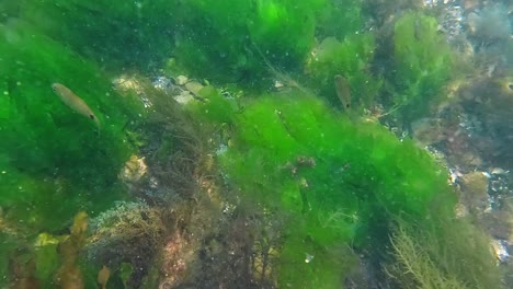 buceo con pequeños peces nadando entre algas y mejillones, punta del este, uruguay