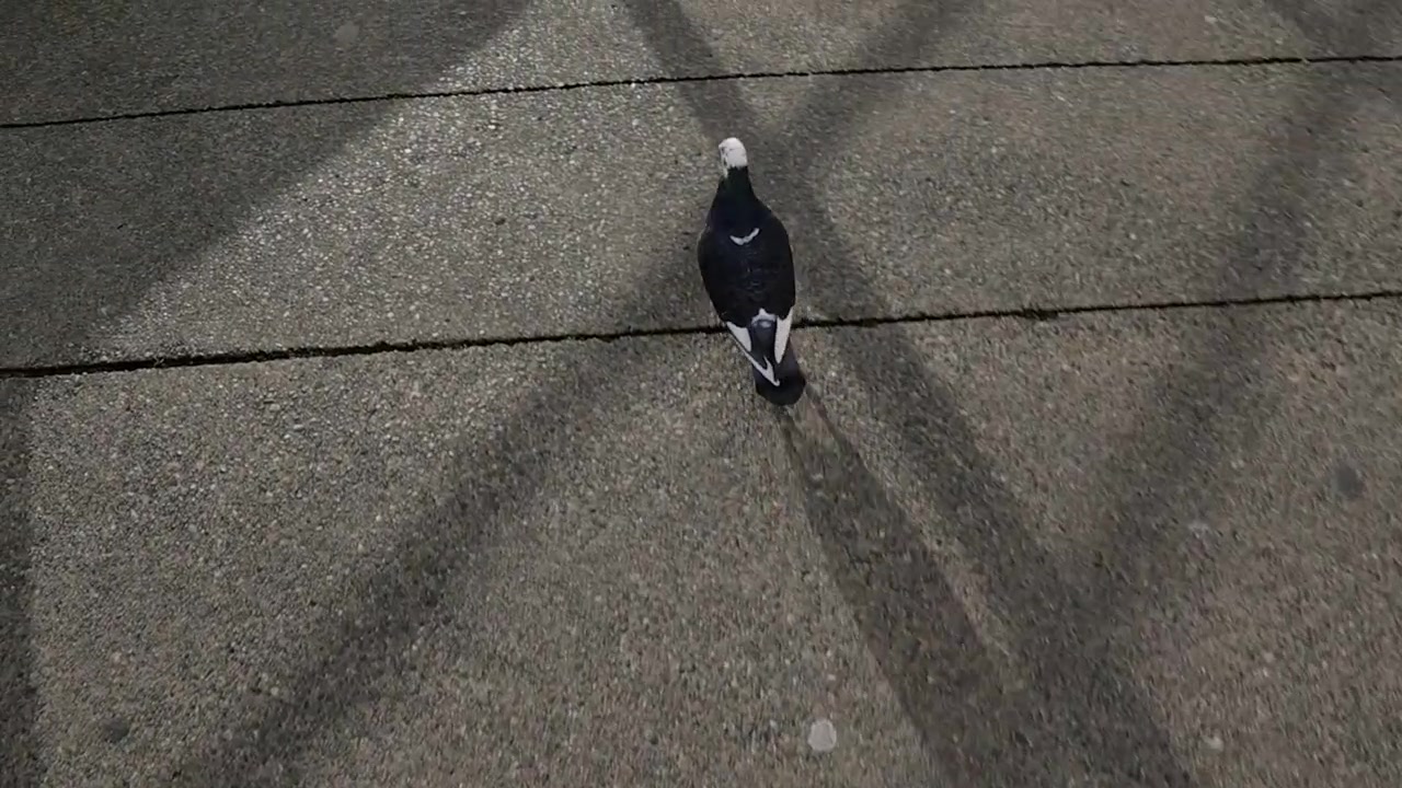 Caminhando atrás de um pombo malhado preto e branco de coloração única.