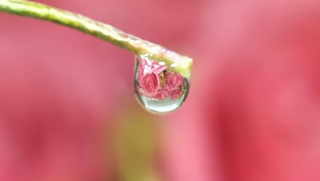 extreme close up of hanging water droplet magnifying roses in background