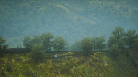 small green trees on hills in fog