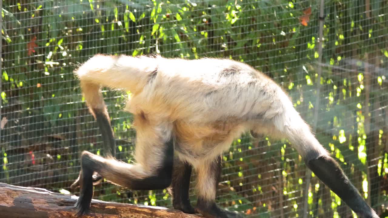 mono moviéndose alrededor de su recinto en el zoológico