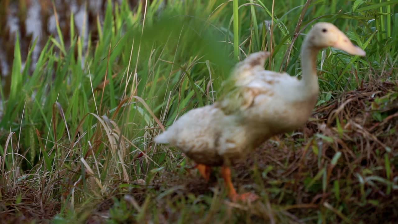 cámara lenta - patos blancos caminando en el campo de arroz dejados atrás de su rebaño