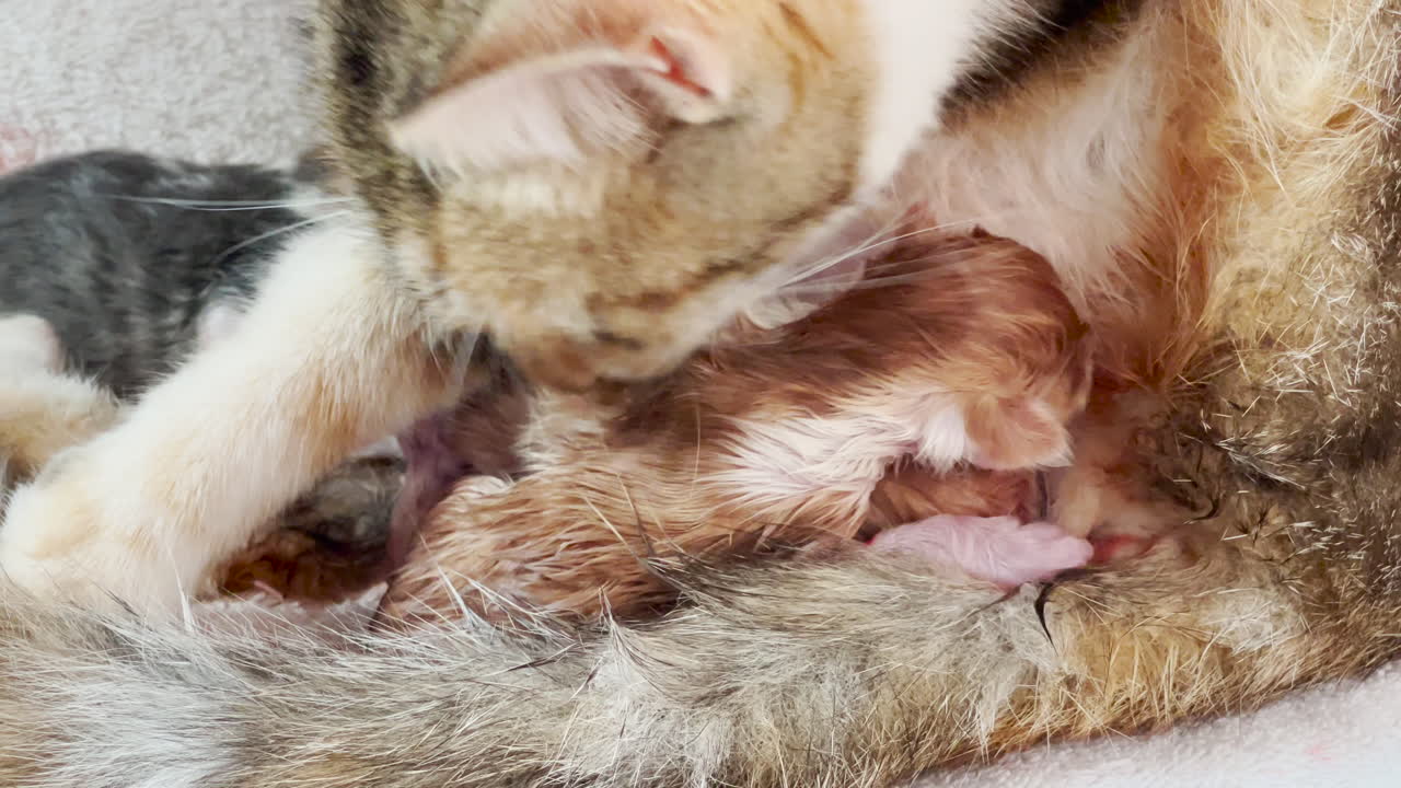 Una gatta lecca i suoi cuccioli appena nati