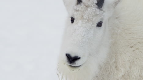 retrato en primer plano de una cabra de montaña épica en yukon, canadá durante el invierno.