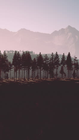 misty pine forest mountain landscape