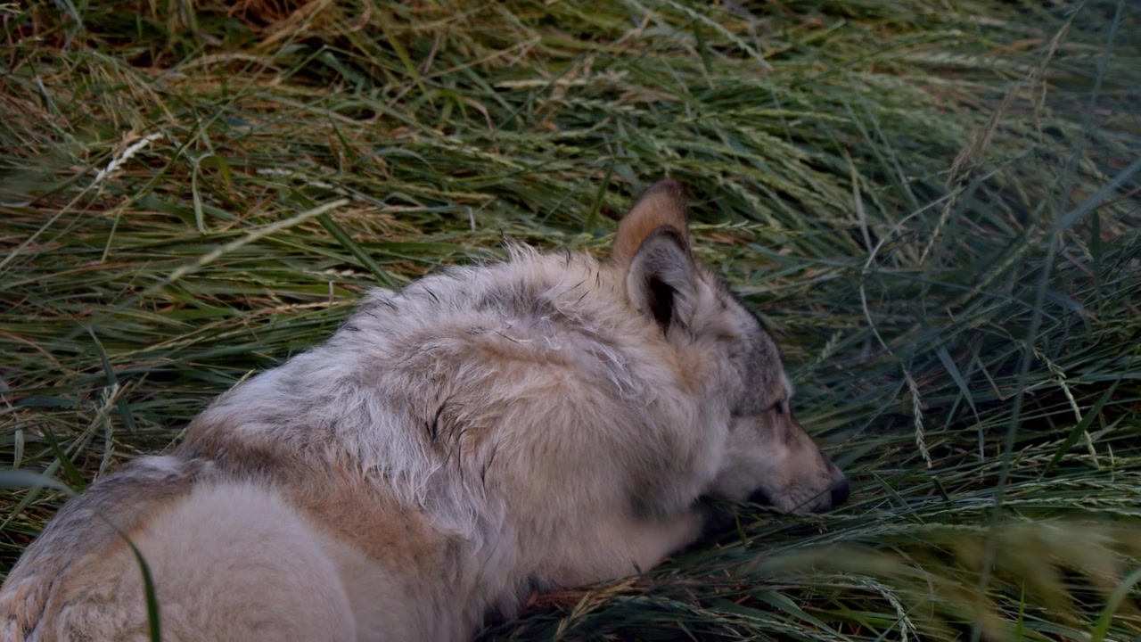 A grey wolf named Koa.