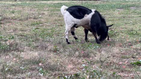 Black-And-White-Goat-Grazing-In-The-Meadow---wide