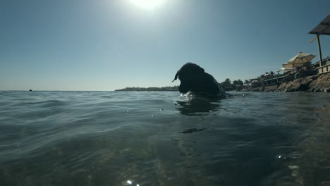 el perro negro nada en la superficie del agua y se sumerge en busca de piedras en el fondo del mar. disparo submarino, 4k-60fps. mar rojo, dahab, egipto
