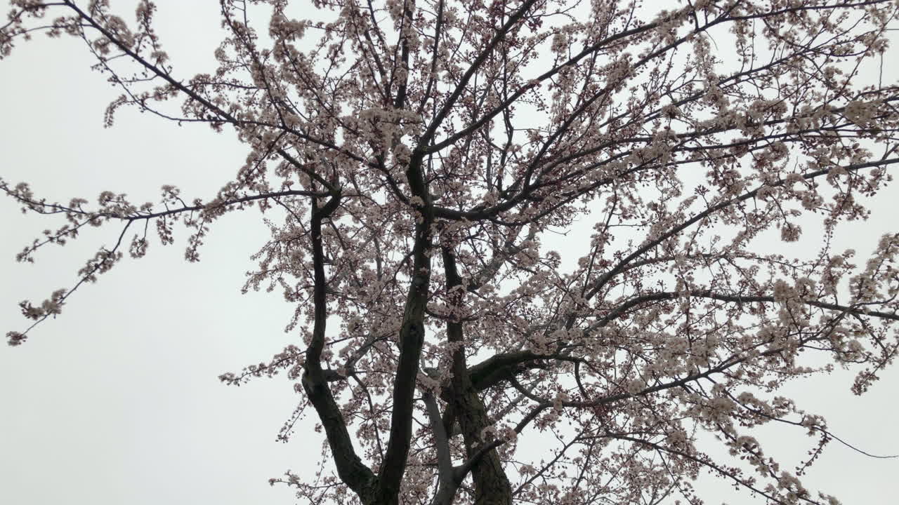 The spring flowers The spring flowers