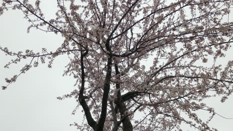 las flores de primavera las flores de primavera
