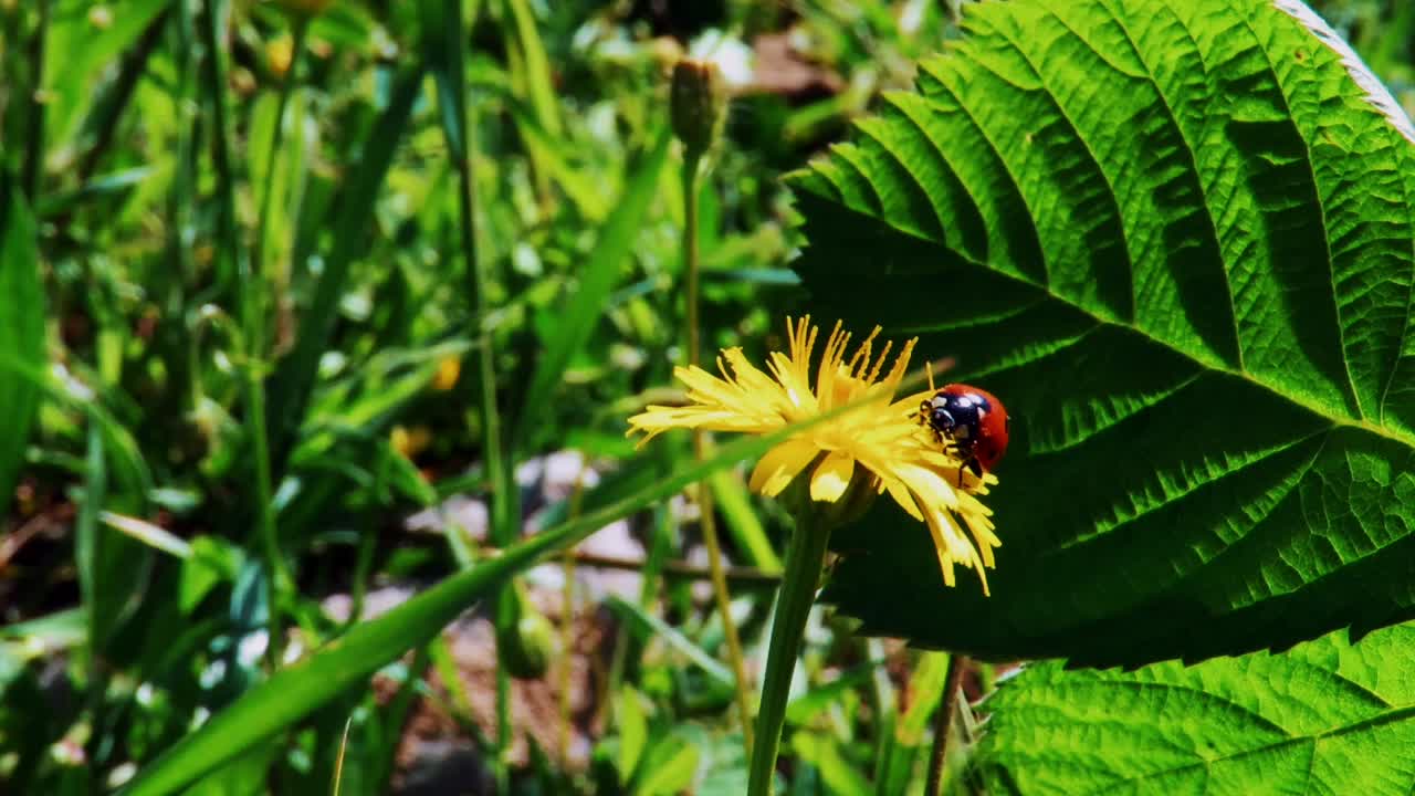 Ladybird insect on plant leaves and flowers
