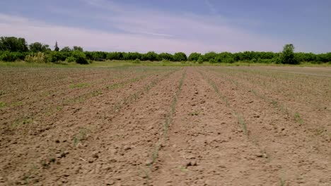 Bebautes-Gelände-Auf-Einem-Landwirtschaftlichen-Ackerland-Mit-Erntesetzlingen-Im-Sommer