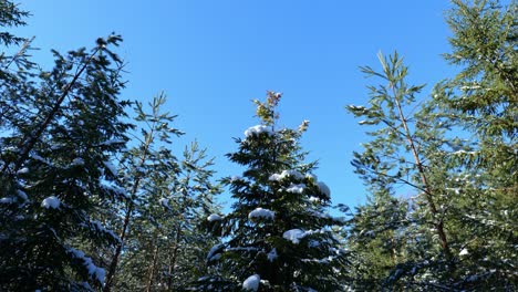 Pine-trees-with-snow-covered-on-winter-in-national-park-while-camera-is-panning-to-left