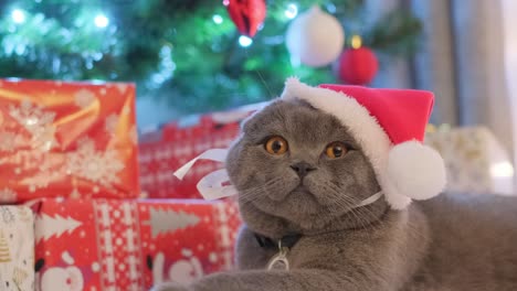 a cute scottish gray cat in a santa costume rests on the background of a christmas tree a cute scottish gray cat in a santa costume rests on the background of a christmas tree with presents new years video of pets christmas and new year mood at home with pets