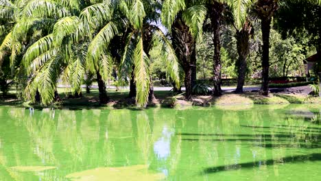 tropical park with pond and palm trees