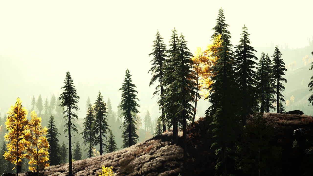 아침 에 안개 가 가득 한 산 숲 풍경