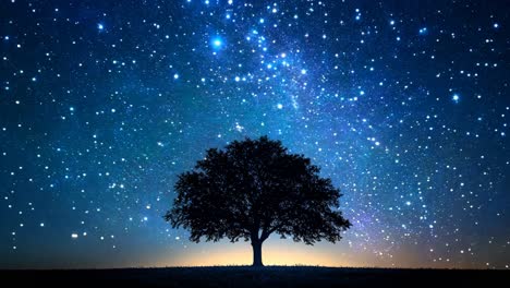 a tree is silhouetted against a starry sky. the sky is dark and the stars are scattered throughout