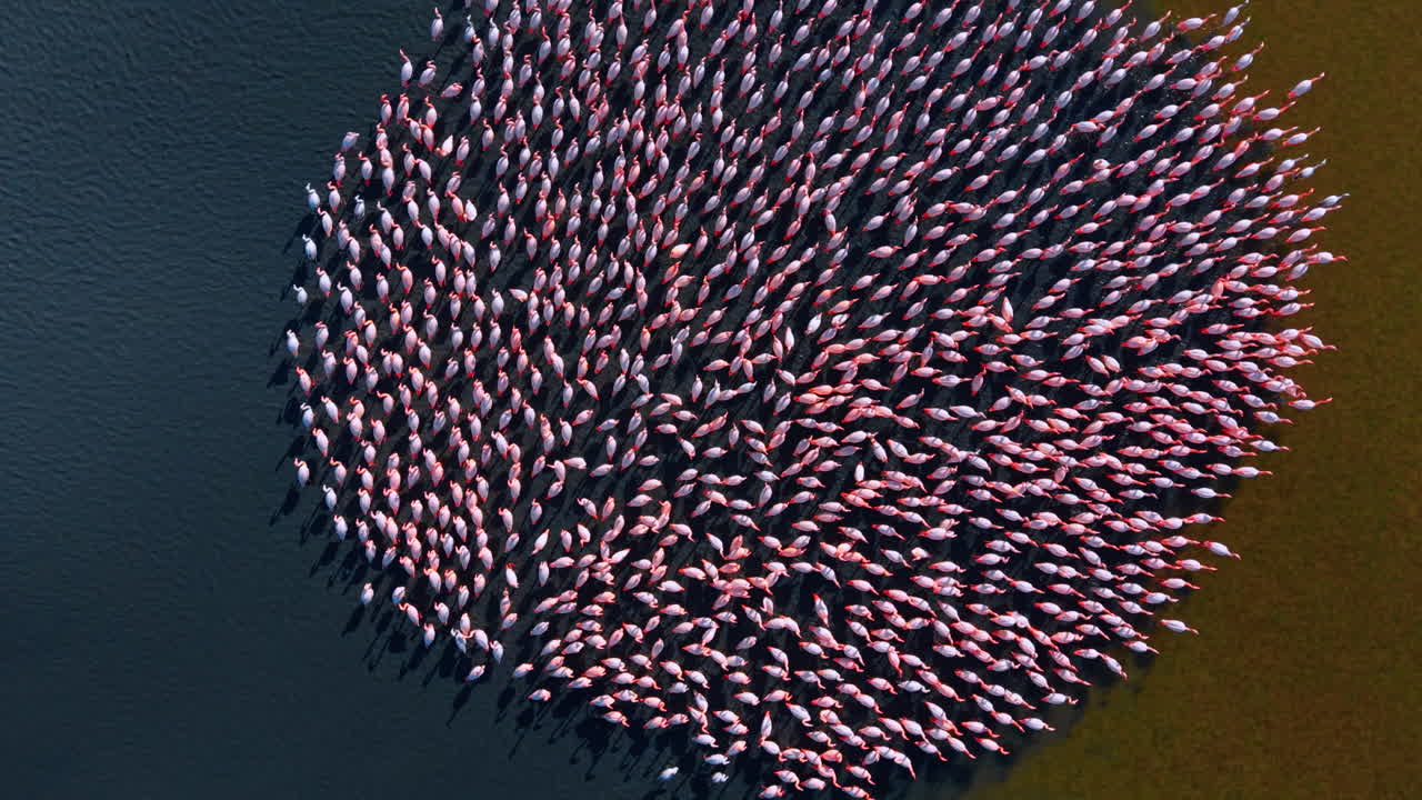 Top down aerial view of flamingo circular formation. Vertical drone shot of flamingos gathered in a circle near the shore
