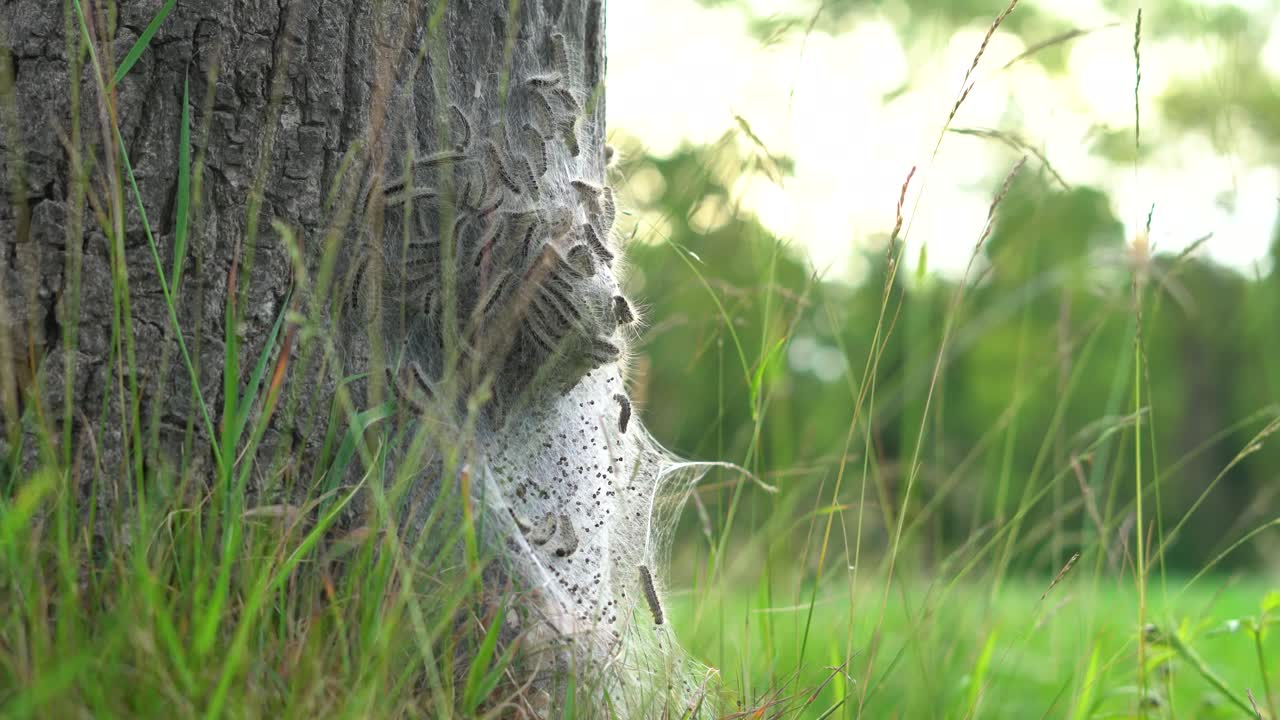 4k eikenprocessierupsen op boom in de berm, thaumetopoeinae, overlast, nest, eik, caterpillar, oak processionary langs de weg