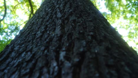 Handheld-shot-of-tree-trunk