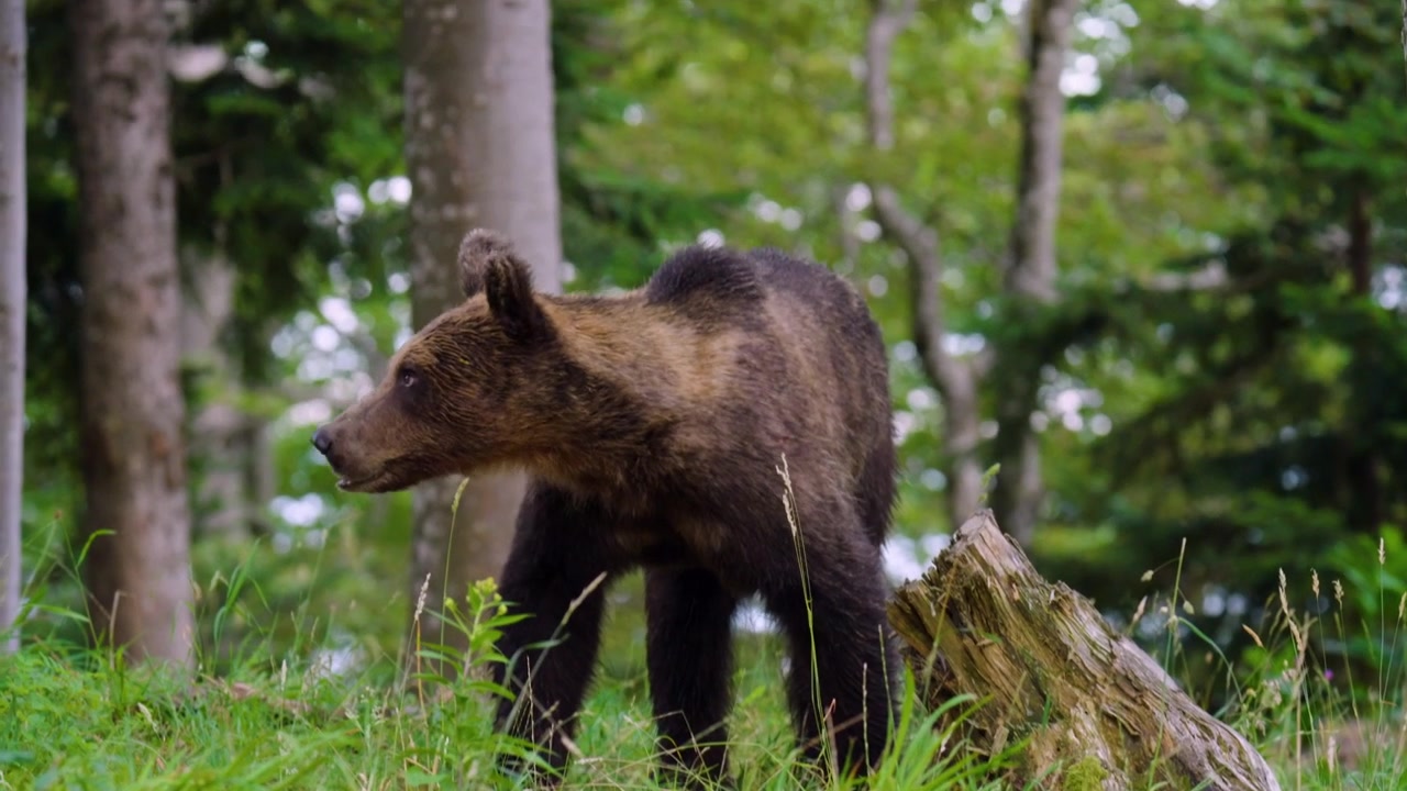 Un orso bruno eurasiatico è avvistato nella foresta della regione di Gorski Kotar in Croazia, circondato dal suo habitat naturale boschivo - primo piano