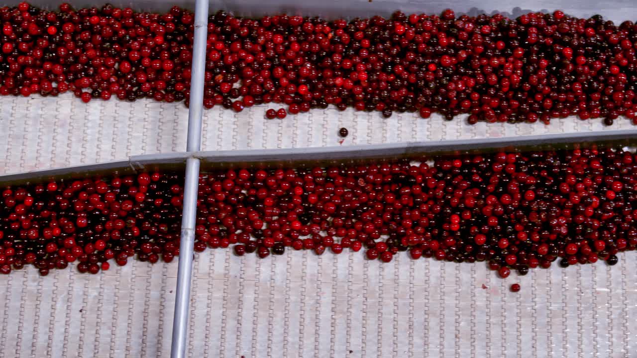 Processing of sorting berry. Cherry in sorting and processing machines