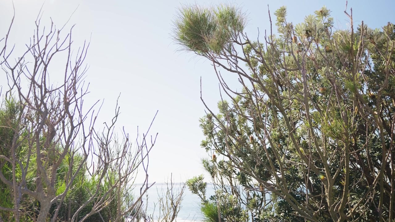 Havet synlig gjennom kystvegetasjon og innfødt busklandskap. Planter i forgrunnen rammer inn det fjerne havet, og skaper et naturlig australsk kystlandskap med dybde og atmosfære