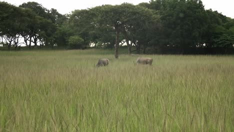 Dos-Eland-Buck-Pastando-En-La-Hierba-Alta