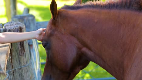 a person gently pets a horse over a wooden fence in a sunny farm setting, capturing a serene moment of connection