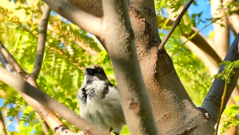 Ein-Kleiner-Vogel,-Der-Im-Frühling-In-Einem-Ast-Eines-Baumes-Singt