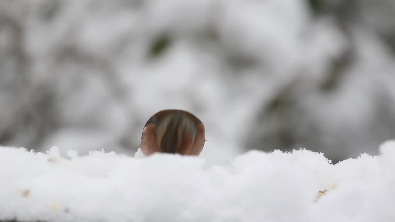 Male Chaffinch  Fringilla coelebs feeding in deep snow. British Isles.