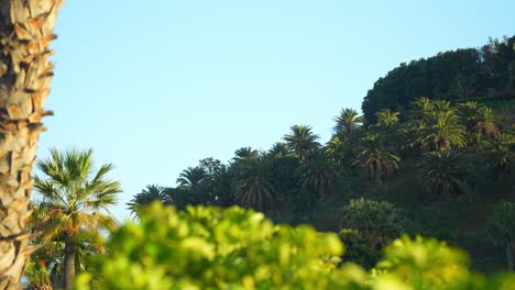 Tenerife-vibrant-tropical-palm-tree-green-landscape,-Canary-Islands,-Spain