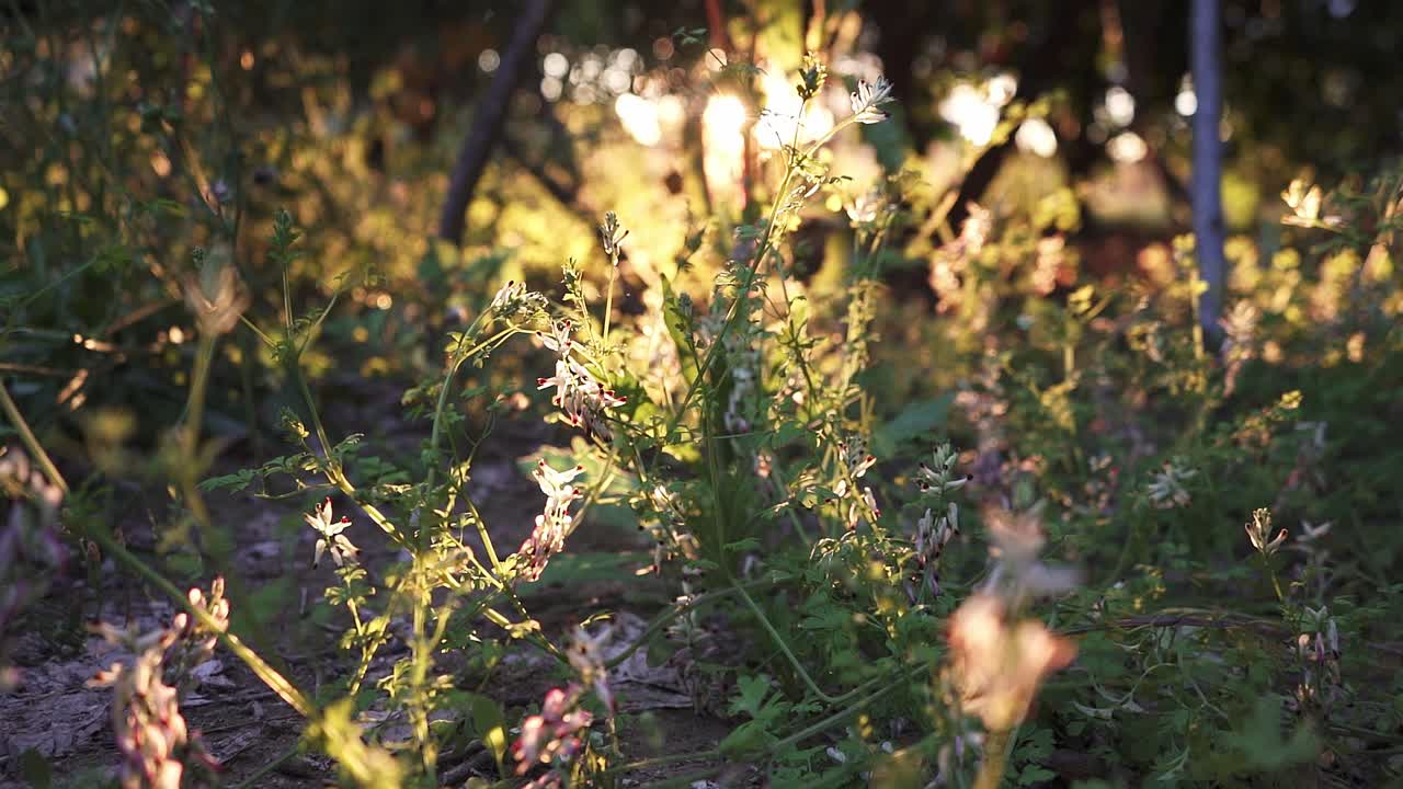 clásico jardín español, verde y brillante con muchas plantas y flores al amanecer y al atardecer en cámara lenta