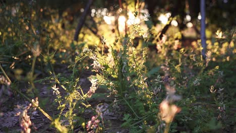 classic spanish, green and bright garden with many plants and flowers at sunrise and sunset in slow motion