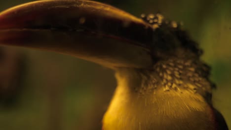 an extreme close-up video of a wild toucan's beak as it turns its head