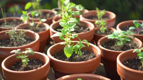 a vibrant display of growing herbs in terracotta pots: an inspiring view of nature's beauty with lush greenery and healthy plants nurtured in a garden setting