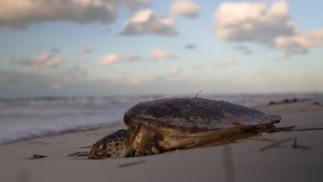 dying sea turtle with its head getting buried in the sand