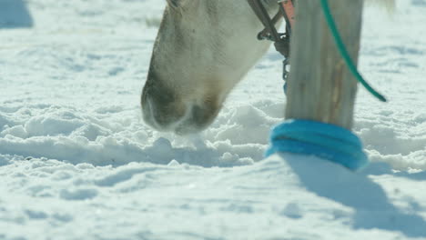 a reindeer eats snow at the championships in inari, finland