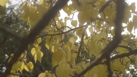 rama de hojas amarillas de otoño en el viento