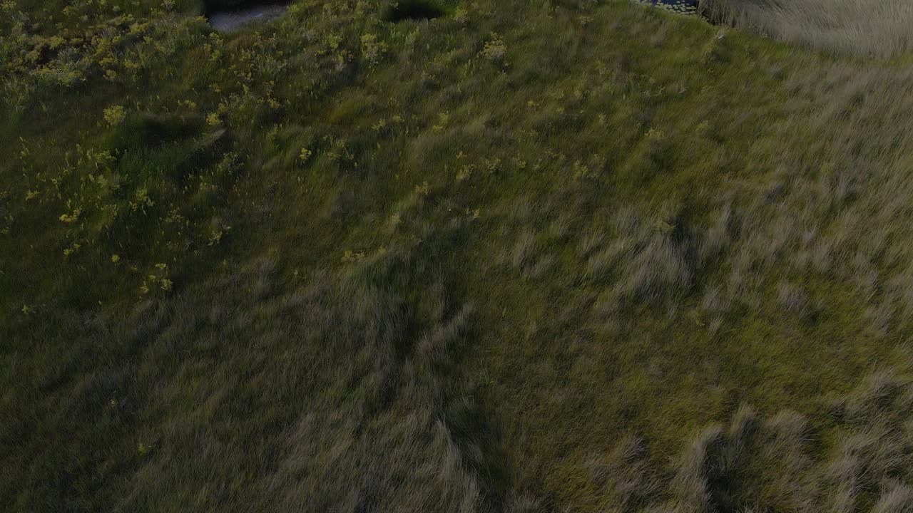 drone volando sobre una exuberante hierba verde en el parque nacional blue lake, parque nacional naree budjong djara en la isla de north stradbroke, qld, australia